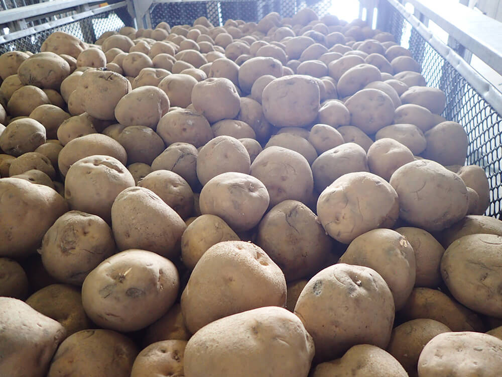 馬鈴薯選果場（本社）